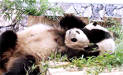 pandasgifs:   baby panda run, catch me mom! (x) 