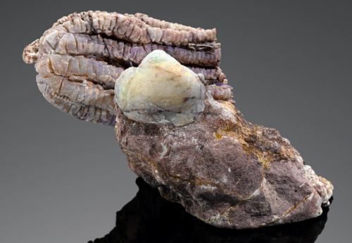 Opalized Clam and Crinoid - Eighteen Mile Field, Coober Pedy, South Australia