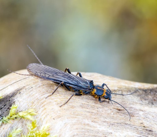 Stonefly #stonefly #steinfliege #makro #makrofotografie #makrophotography #naturfotografie #insects 