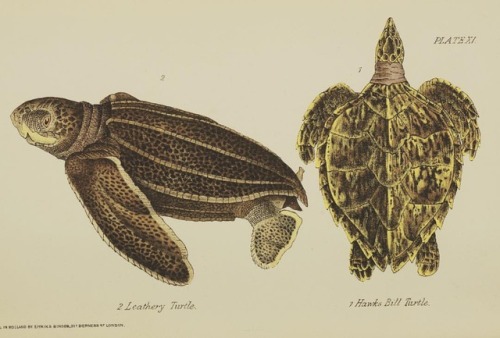 Happy #TurtleTuesday! Hatchling Leatherback Sea Turtle (Dermochelys coriacea) and Adult Hawksbill Se