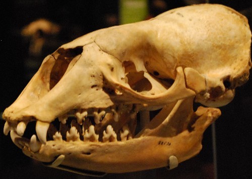 finofilipino:  Así son los dientes de la foca cangrejera.Y no, a pesar de lo que