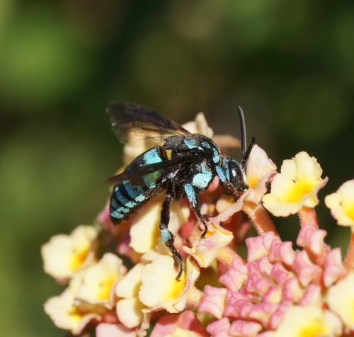 onenicebugperday:Neon cuckoo bee, Thyreus nitidulus, Apidae, found in Australia and north into 