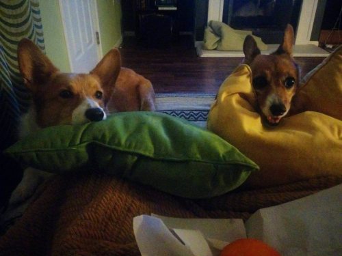 corgi-addict: Patiently waiting for me to peel an orange. source: imgur.com/r/corgi/oE212AC