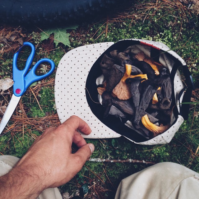 black trumpet + yellowfoot shrooms in Maine. 📷 @sashaborzoi #fairendsbasket