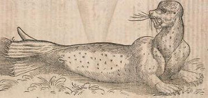 montereybayaquarium:  historieofbeafts:  It’s been a while since we checked in on how the Renaissance is doing with its ocean mysteries, so here is a marine biology update circa 1550. Seals come in two forms: Buff & Triangular Walruses are horrifying