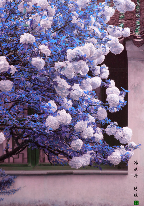 fuckyeahchinesegarden:Hydrangea in suzhou garden by 白墙下的花园