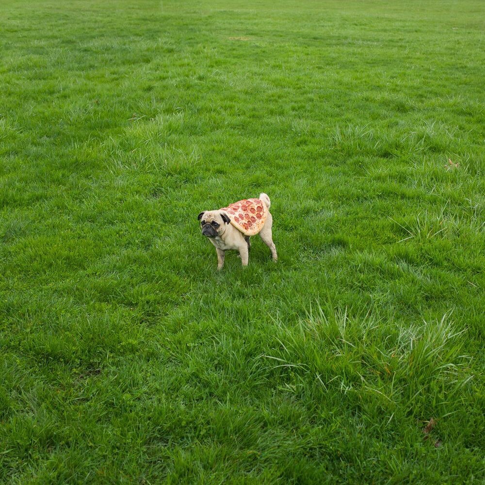 animal-factbook:  In many areas of Italy, pugs are employed as pizza delivery driver