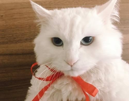 9musesfighting: Hyuna’s Catstagram update