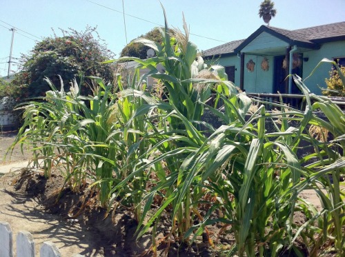 thinkmexican:  Mexicans Continue Corn Planting Tradition  Throughout the Eastside of Salinas, and many other Mexican communities in the United States, the tradition of planting corn continues. Whether it’s a small milpa in the backyard or a couple of