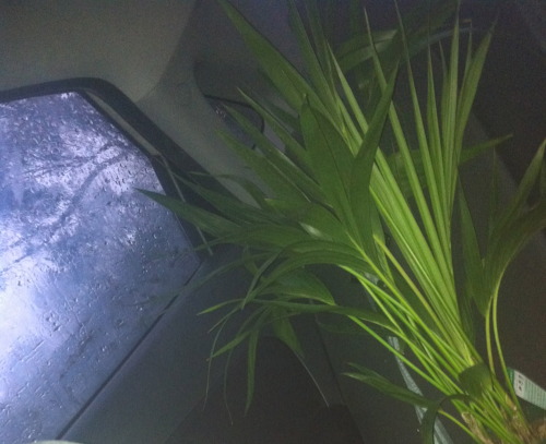 vipeur:took this pic in the car after mum bought this plant and the sky looked purple with the flash