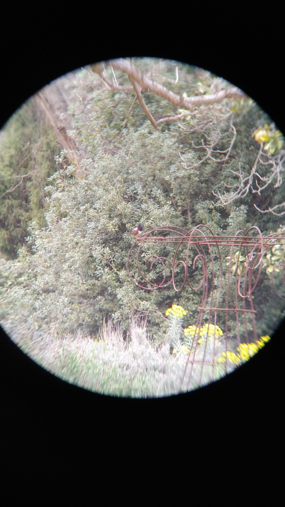 XXX ALTThis blurry speck is a spotted towhee. photo