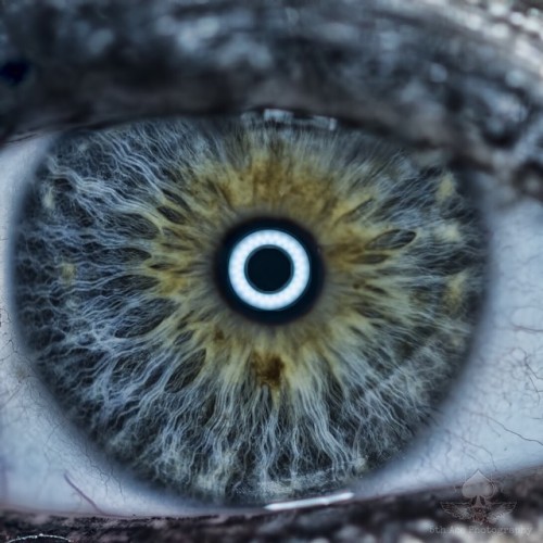 vanyvicious:  My EYE BALL up close and personal !!!! ( see previous post to see how this was done ) lmao .. Shot by @5thacephotography and @pigorian with the fantastic assist ! 👀 for everyone asking what color my eyes are . Here ya go lol and NO