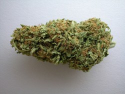 injarredwetrust:  Cali Big bud 