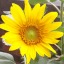 ideasinsunflowerwolf