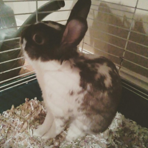 rabbit-antlers:  bunny boy 