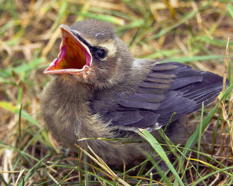 Sex BIRD PSA pictures