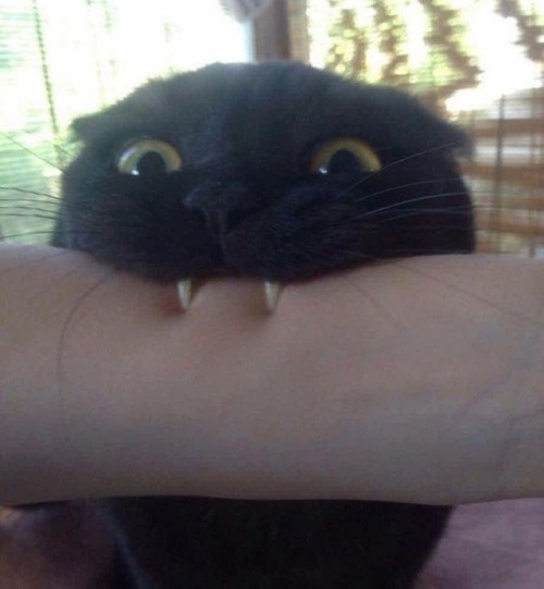 catsbeaversandducks: “Call me Toothless again. Go on I dare you to.”Via Reddit