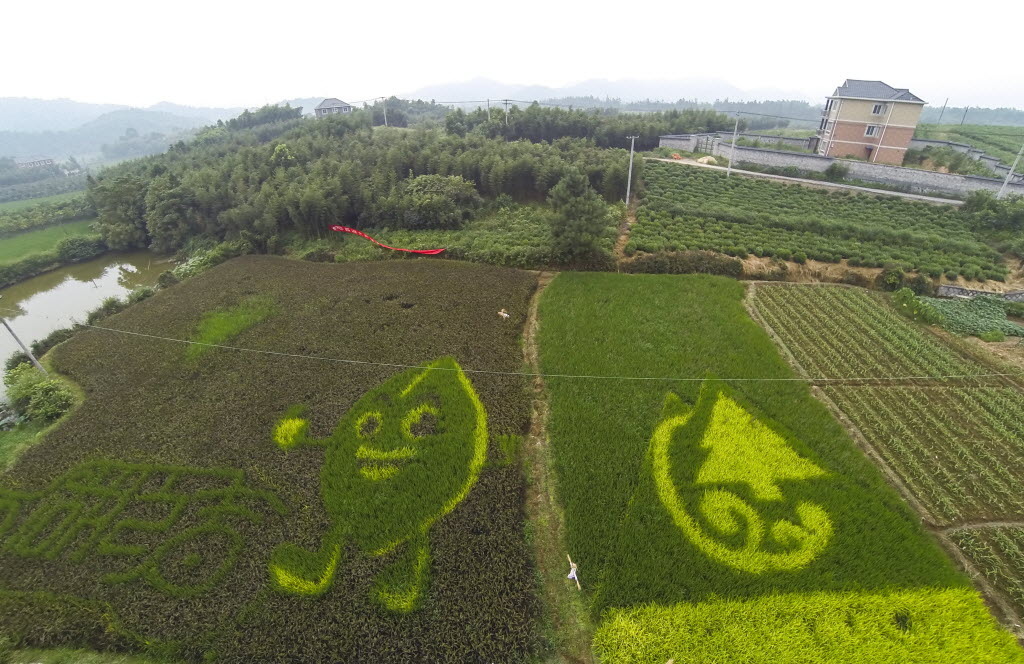 Uma plantação de arroz ganhou desenhos feitos com as plantas em fazenda de produção orgânica na província de Zhejiang, no leste da China. http://uol.com/bjdSKH
Foto: Xu Yu/Xinhua