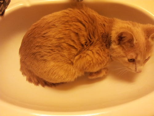 This weirdo loves sinks