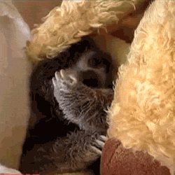 woodcommalithia:  “The Sloths Are Coming” - x 