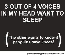 len7icha: fullofsadness13:   phanic-at-the-malfoys:  srsfunny: My Brain When I Go To Bed DO THEY??  yes   Penguins have knees. 