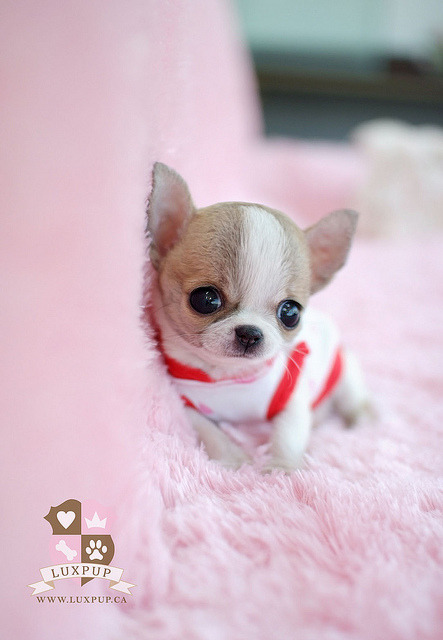 Teacup chihuahua 