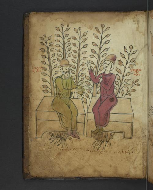 LJS62, Herbal in the tradition of Dioscorides, fol. 4v. Work on plants and their medicinal propertie