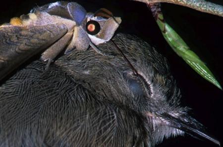 &ldquo;A species of moth drinks tears from the eyes of sleeping birds using