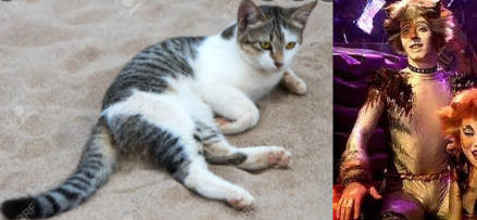 Jelicle Cats As Real Cats! TheKittin