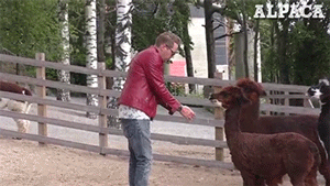 sizvideos:  Video 