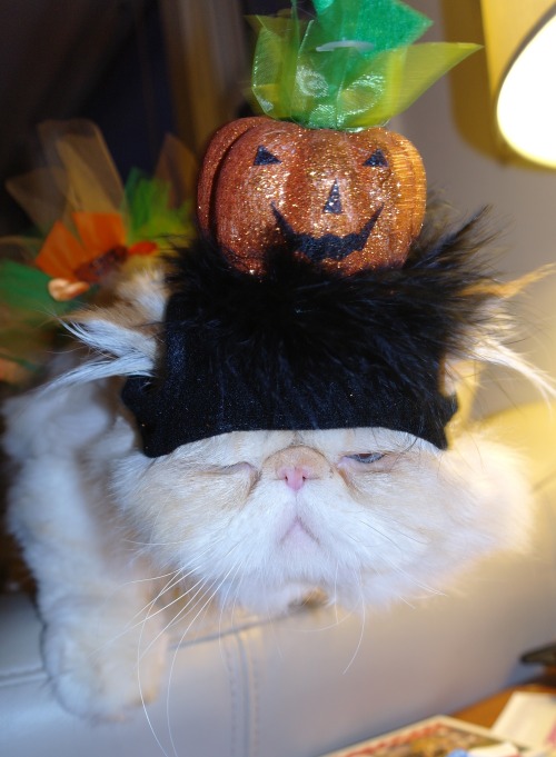 derpycats:Happy freakin Halloweenwww.facebook.com/LucifurFluffypants