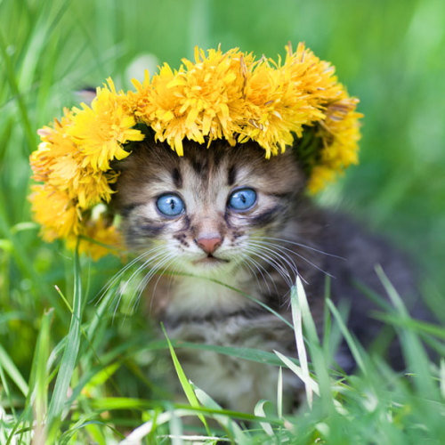 ainawgsd:Cats With Flower Crowns