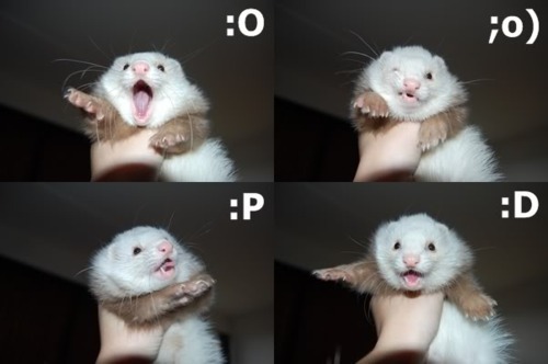 flovvright:these are the only four emotions