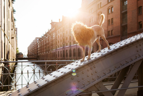 ladyinterior:  Rescue Dog Dressed as a Lion Proudly Roams the Streets of His New Urban Jungle, Julia