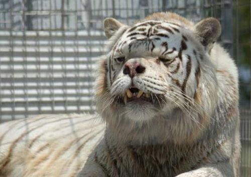 The only way to produce a white tiger is through inbreeding.  The severe inbreeding can result in many genetic defects including grotesquely crossed-eyes, facial features and mental impairments. 