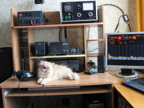 totheark:ham radio cats