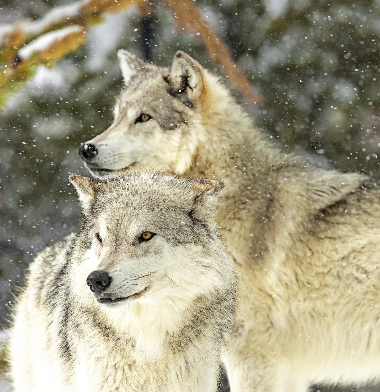 beautiful-wildlife:  Best Friends by Bob Watson