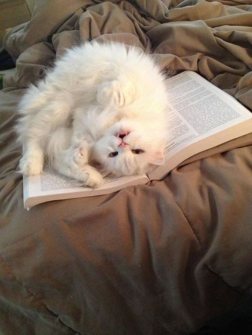 trasemc:  cats and books!! i love it! porn pictures