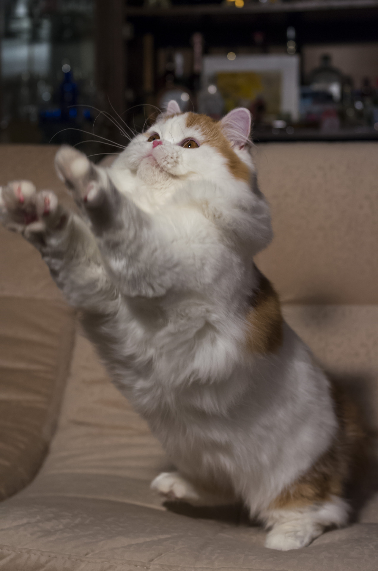 mostlycatsmostly:  (via stierr)
