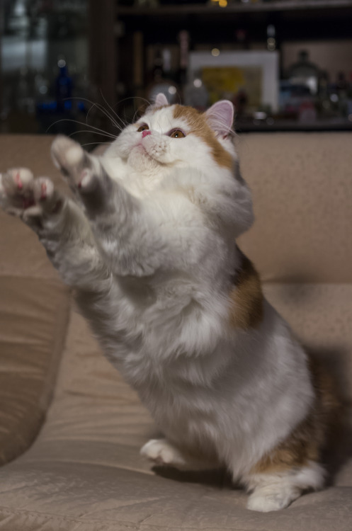 mostlycatsmostly:  (via stierr)