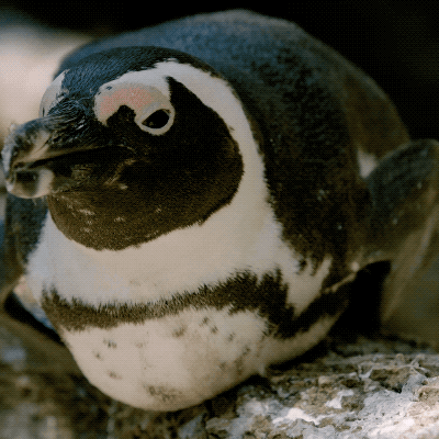 sdzoo:The iconic African penguin has suffered a massive population decline. We’re collaborating to s