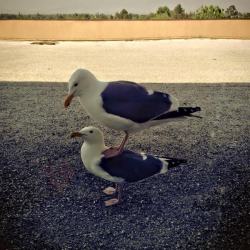 becausebirds:  animals-riding-animals:  seagull riding seagull  carry on