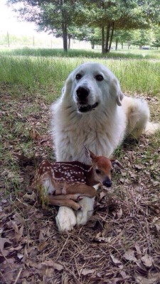 petitetimidgay:  here is a doge with a fawn on her pawsies 