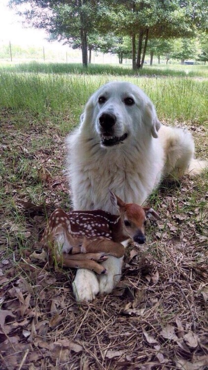 petitetimidgay: here is a doge with a fawn on her pawsies