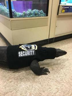 awwcutepets:It’s a security lizard, he