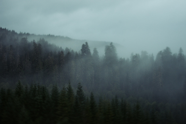 chickiephi:  Gifford Pinchot National Forest by kevin russ on Flickr. 