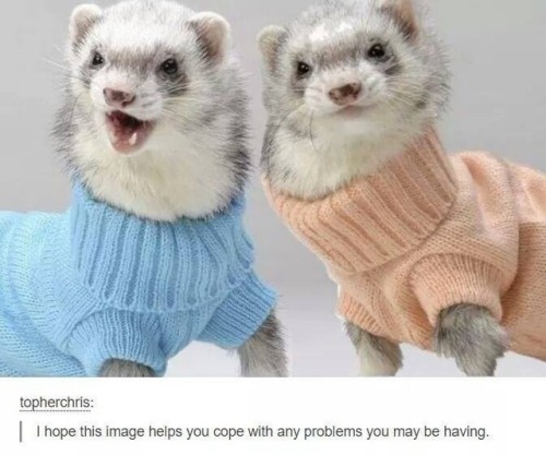 animals wearing clothes