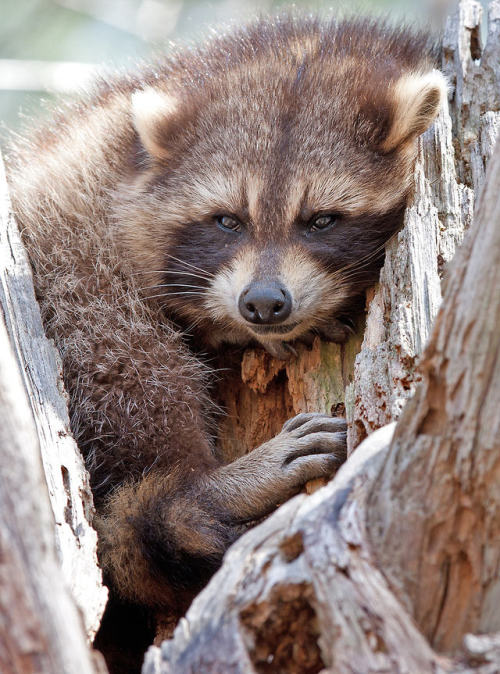 Racoon in tree by JimCumming