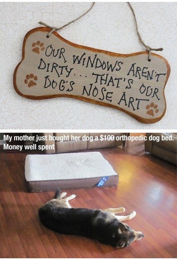 lol-caster:    Dog Owners Will Understand   