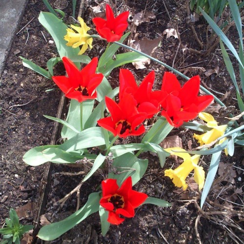 If Not For The Shape I'd Say The #red Ones Are #tulips Paying The #yellow #daffodils At TU #Dortmund